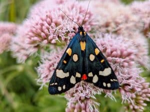 scarlet tiger at Holkham c. Paul Eele