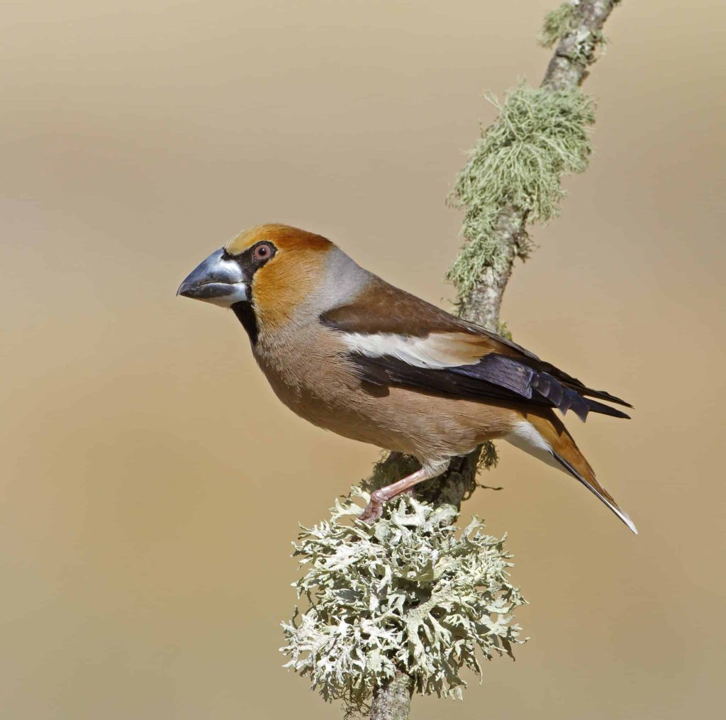 hawfinch balancing on a branch in the national nature reserve at Holkham